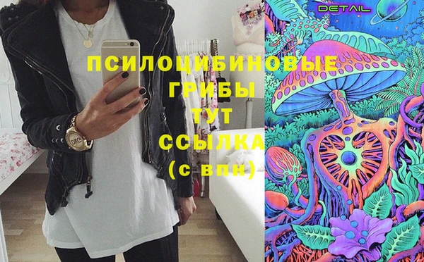 сатива Новозыбков